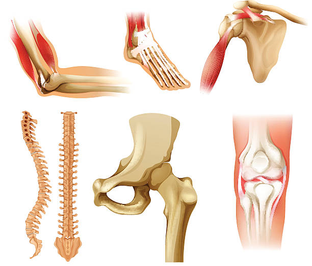 Different human bones on a white background
