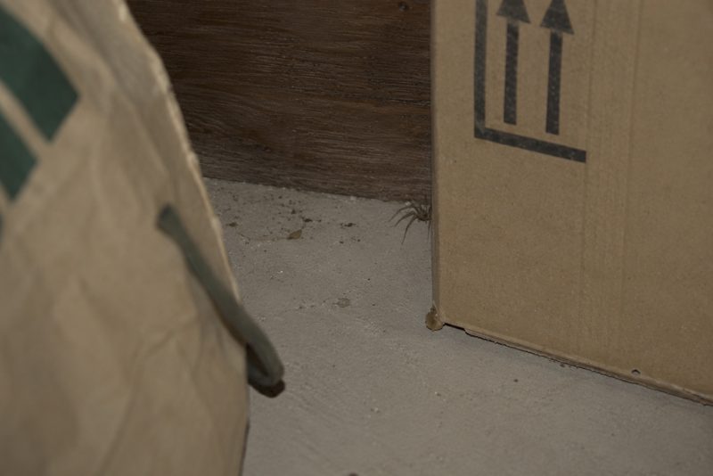 Araignée violoniste cachée derrière une boîte dans une maison, dans un environnement où elle peut trouver refuge.