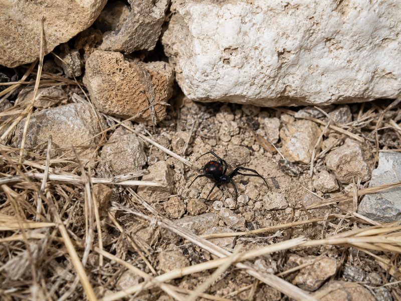 Veuve noire méditerranéenne parmi de l’herbe sèche et des pierres dans un environnement rural.