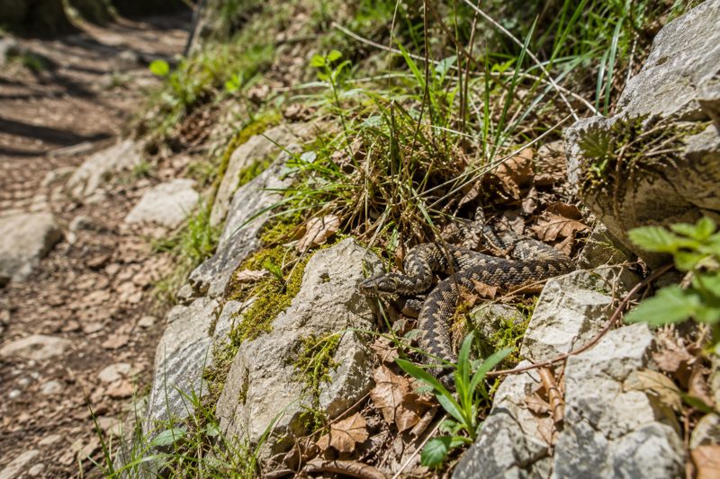 Vipera italiana mimetizzata tra pietre ed erba lungo un sentiero.