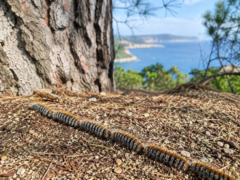 Processionarie in fila sul terreno vicino a un pino, riconoscibili dai peli urticanti.