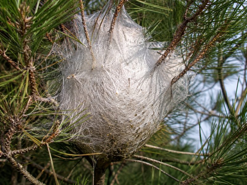 Nido bianco di processionaria sui rami di un pino, come riconoscerlo.