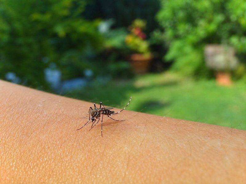 Zanzara tigre sulla pelle prima della puntura in un giardino estivo.
