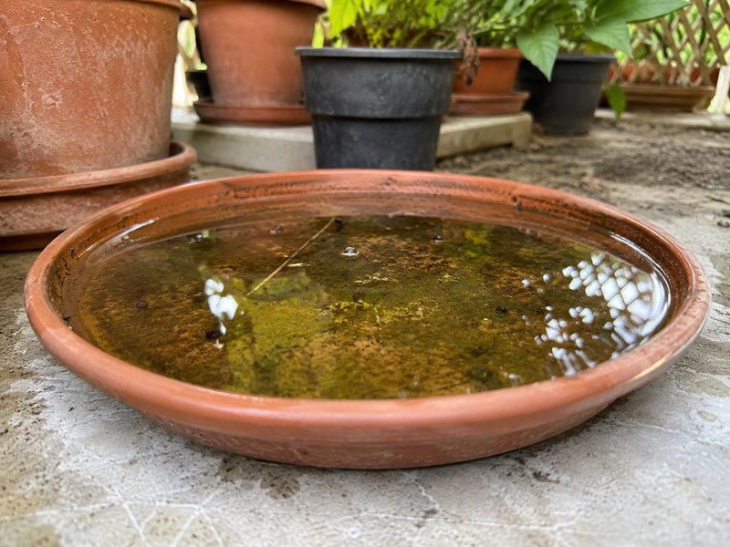 Acqua stagnante in un sottovaso dove possono riprodursi le zanzare.