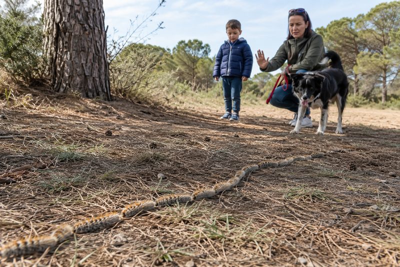 Processionarie in fila vicino a un pino, rischio da peli urticanti per bambini e animali domestici.