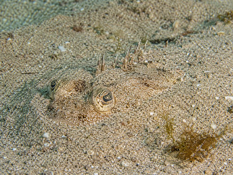 Tracina o pesce ragno nascosta sotto la sabbia con le spine dorsali visibili.