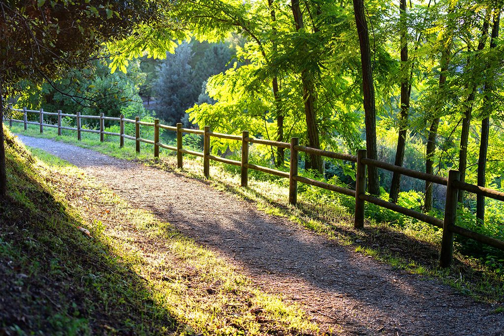 Paesaggio naturale estivo con alberi verdi, simbolo di crescita personale, equilibrio e benessere emotivo.